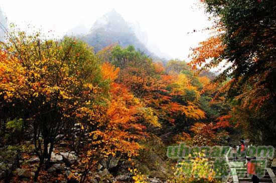 深秋去堯山賞紅葉、泡溫泉、拜大佛