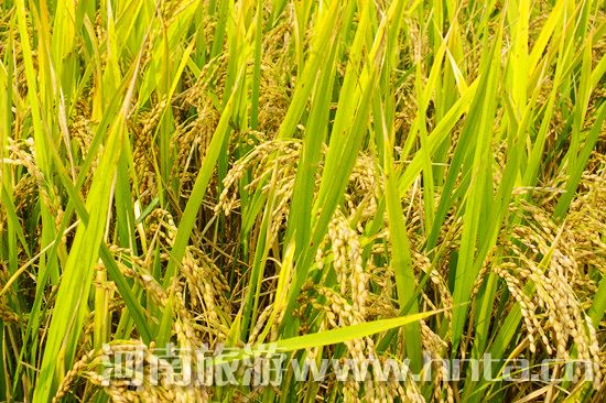 【新鄉(xiāng)特產(chǎn)】原陽(yáng)大米