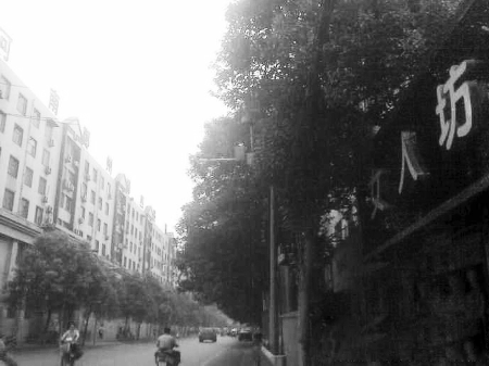 　　樹木枝繁葉茂，幾乎完全擋住紅綠燈 網(wǎng)友供圖