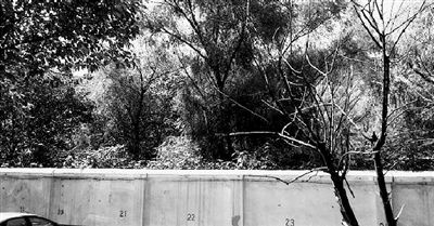 家長們熱切盼望的天明路小學規(guī)劃地，就在這個郁郁蔥蔥的院里