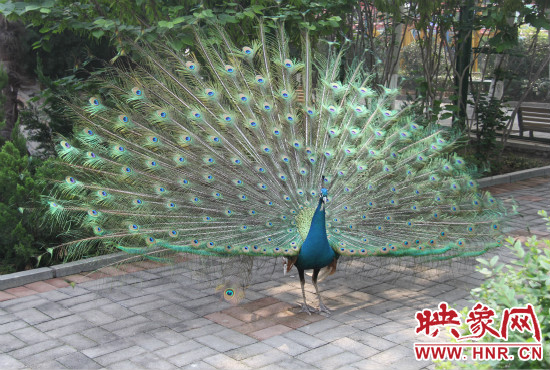 游客們來到動(dòng)物園可以近距離觀賞孔雀開屏。