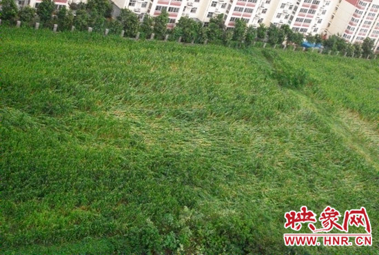 據(jù)映象網(wǎng)網(wǎng)友趙冠召反映，8月7日下午鄭州高新技術(shù)開發(fā)區(qū)突降暴雨冰雹，致使附近農(nóng)田近三分之一玉米倒伏