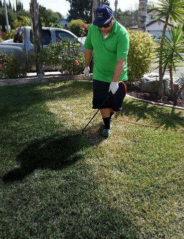 加州一市民正在為草地翻新“整容”。