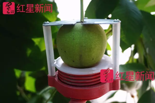 文玩核桃遇冷由幾萬一對降到5元沒人要？商戶否認