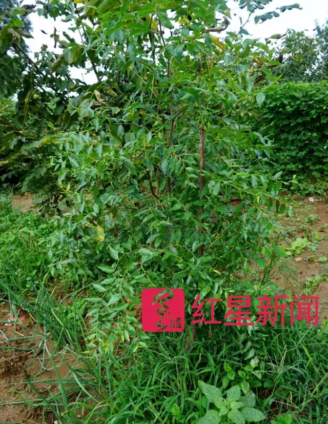 文玩核桃遇冷由幾萬一對降到5元沒人要？商戶否認