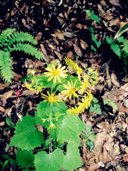不僅有樹，還有美麗的小花花！