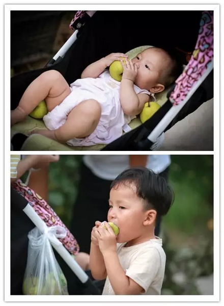 純天然無公害，新鮮采摘，直接入口！