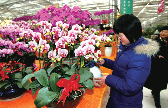 春節(jié)即將來臨，蝴蝶蘭依舊是節(jié)日花卉市場上最吸引眼球的品種，但銷量沒有去年同期好