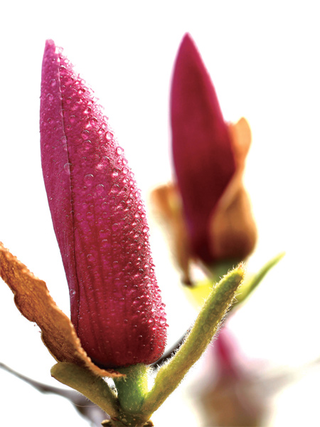 在鄭州，玉蘭才是春的使者