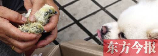 彭女士從老家?guī)?lái)的毛雞蛋，應(yīng)該屬于“活胎毛蛋”