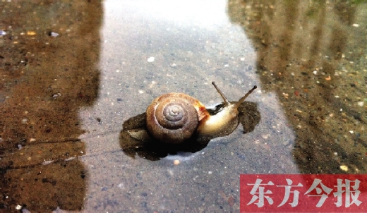 堵車(chē)俺不怕，就怕發(fā)大水，這不，一大早蹚水過(guò)街，現(xiàn)在已經(jīng)是下午了，俺還在馬路中間呢