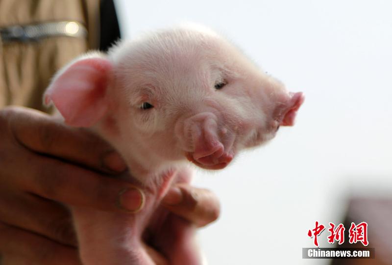 江西南昌現(xiàn)怪異雙面豬 三只眼兩張嘴 江西南昌現(xiàn)怪異雙面豬 三只眼兩張嘴