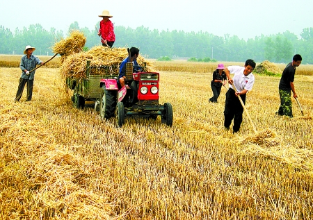 6月1日，舞鋼市礦建街道張我莊村幫扶隊員在幫村民收秸稈。