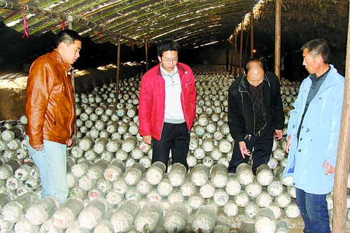 張泉鑫（左二）指導(dǎo)食用菌種植戶解決技術(shù)難題。