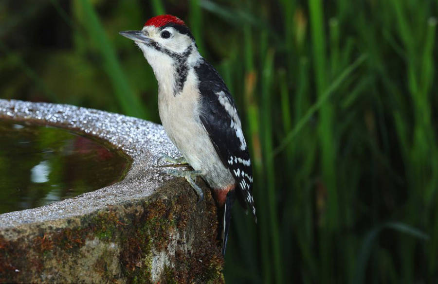 老人自制相機(jī)拍小鳥(niǎo)“梳洗”照 老人自制相機(jī)拍小鳥(niǎo)“梳洗”照