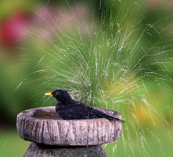 老人自制相機(jī)拍小鳥(niǎo)“梳洗”照 老人自制相機(jī)拍小鳥(niǎo)“梳洗”照