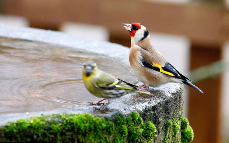 老人自制相機(jī)拍小鳥(niǎo)“梳洗”照 老人自制相機(jī)拍小鳥(niǎo)“梳洗”照