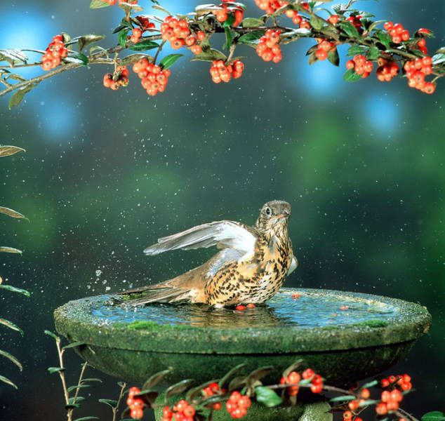 老人自制相機(jī)拍小鳥(niǎo)“梳洗”照 老人自制相機(jī)拍小鳥(niǎo)“梳洗”照