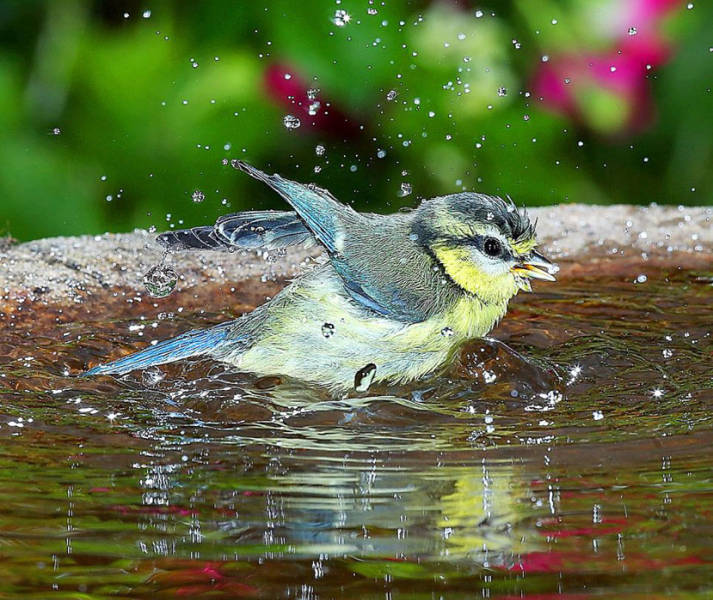 老人自制相機(jī)拍小鳥(niǎo)“梳洗”照 老人自制相機(jī)拍小鳥(niǎo)“梳洗”照