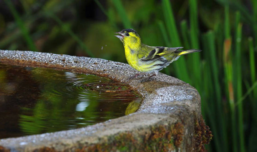 老人自制相機(jī)拍小鳥(niǎo)“梳洗”照 老人自制相機(jī)拍小鳥(niǎo)“梳洗”照