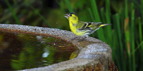 老人自制相機(jī)拍小鳥(niǎo)“梳洗”照 老人自制相機(jī)拍小鳥(niǎo)“梳洗”照