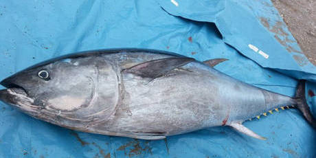 大學(xué)生撿到巨型藍鰭金槍魚