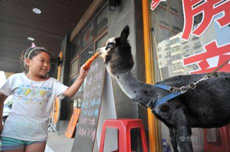 女子網(wǎng)購羊駝被當(dāng)狗 女子網(wǎng)購羊駝被當(dāng)狗
