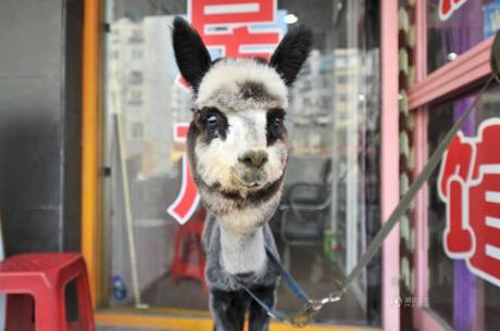 女子網(wǎng)購羊駝被當(dāng)狗 女子網(wǎng)購羊駝被當(dāng)狗