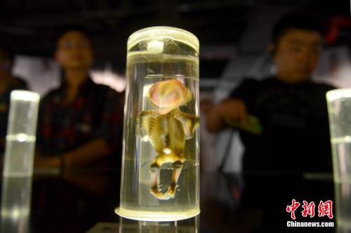 生命奧秘博物館入駐周莊 生命奧秘博物館入駐周莊