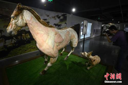 生命奧秘博物館入駐周莊 生命奧秘博物館入駐周莊