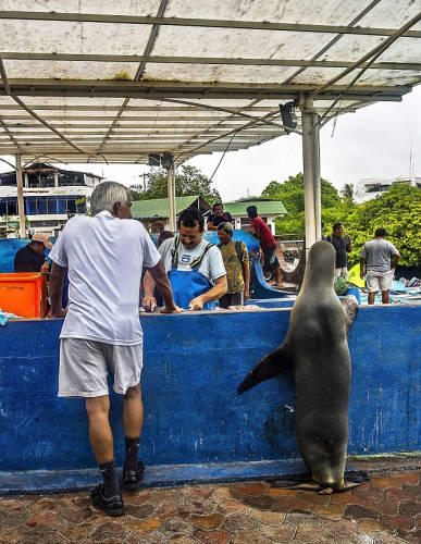 海獅變魚攤?？?排隊“購買”金槍魚