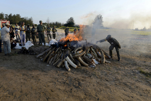 需要燒24小時才能燒完的象牙 需要燒24小時才能燒完的象牙