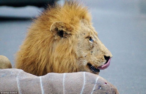 獅子們在距離人類一米的地方捕食 獅子們在距離人類一米的地方捕食