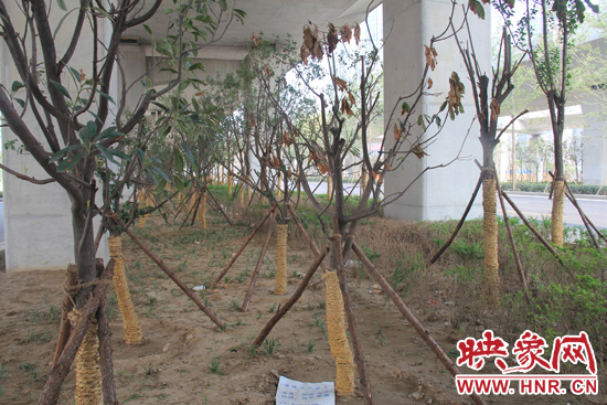 北三環(huán)經三路橋下種的樹木有的葉子已經干枯。