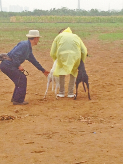 上場前，狗主人進場撫摸自己的愛犬，給它打氣加油。