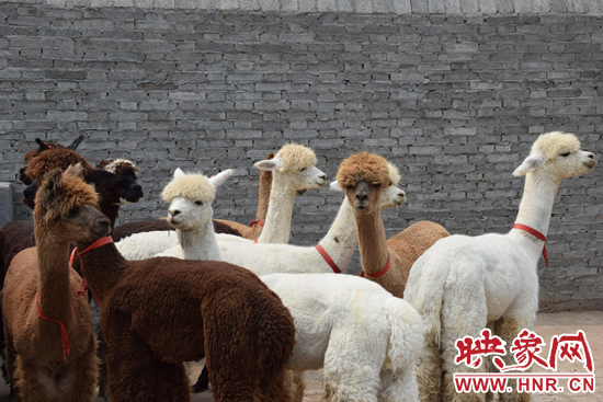 今年11月-12月,我省將再從智利引進(jìn)210只羊駝。