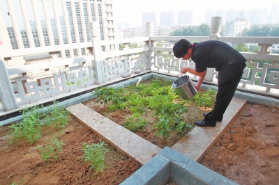鄭州某酒店在樓頂打造的菜園子，服務(wù)員正在澆水。