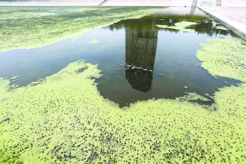 幾近干涸、臭氣熏天、長(zhǎng)滿水草的東風(fēng)渠，已不見(jiàn)往日容顏　 記者 侯建勛/攝