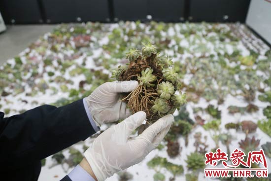 這些被截獲的多肉植物郵件面單上的品名大多申報為“禮物”、“衣服”等，屬于瞞報行為。