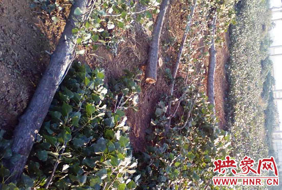 被伐倒的樹有碗口粗 被伐倒的樹有碗口粗