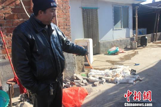 圖為家禽收購點的陳姓工作人員介紹，是這些愛狗人士的封堵讓這些兔子無辜死去?！●R義恒　攝