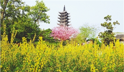 綠博園盛開(kāi)的鮮花“期待”和市民“約會(huì)”。