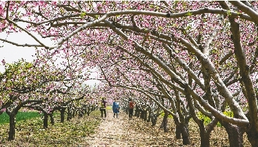 　郊外花海惹人醉。