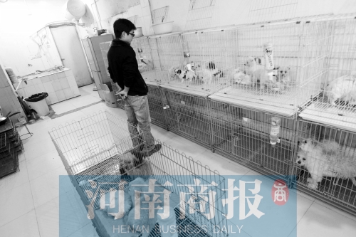 市民反映，淮河路“緣寵”寵物店曾出售疑似患病的狗