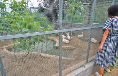 救助鳥類的大籠子里沒有鳥類，鴨子和鵝占了“鵲巢