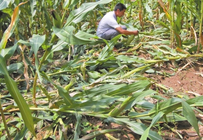 甕峪村一莊稼地，被野豬糟蹋的玉米。
