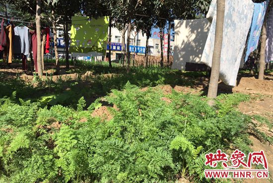 西四環(huán)中原路交叉口，大片生態(tài)廊道被毀，變成私家菜園。