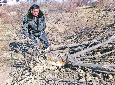 問周邊的人，都說白天沒見有人推樹，可能是夜里被鏟車推的