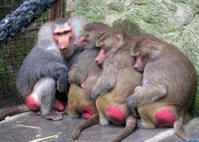 強(qiáng)冷空氣+雨 鄭州終于要下雪了！最低氣溫-6℃！