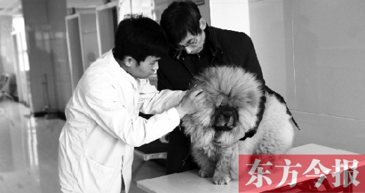 在一家大型寵物醫(yī)院里，生病的狗狗正在接受治療